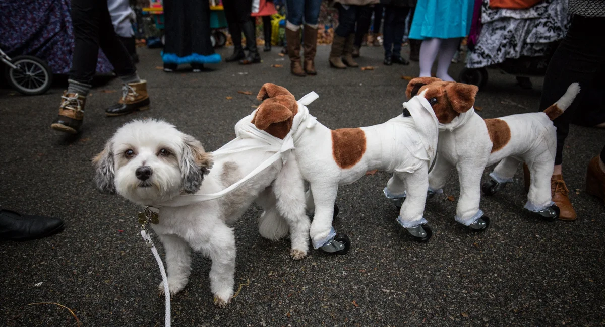 Bichón Maltés de "El ciempiés Perrano" en el Halloween Dog Parade