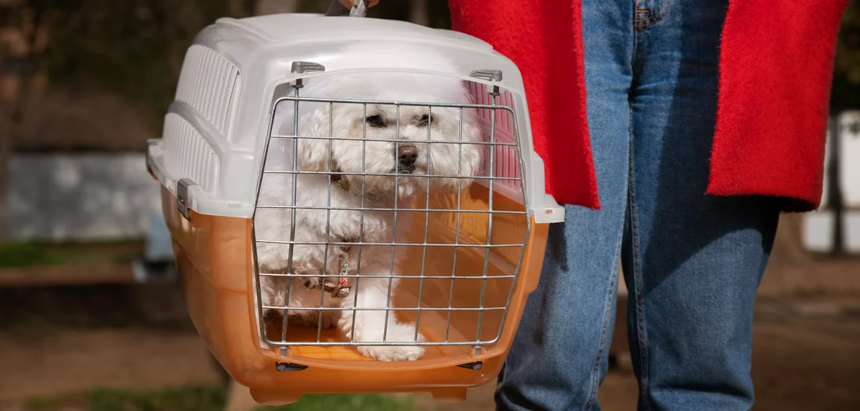 Bichón Maltés dentro de un Transportin